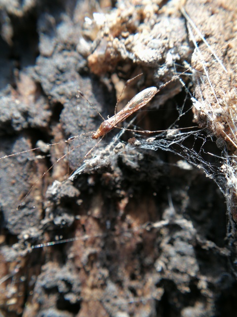 Metacanthus