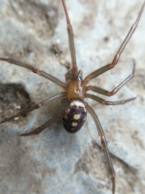 Steatoda grossa - nagy faggyúpók