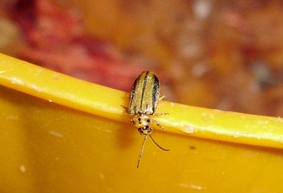 Xanthogalerucella luteola - szilfa-olajosbogár