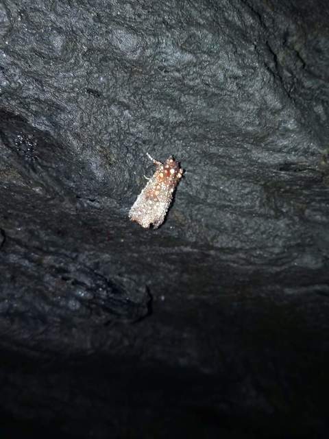 Scoliopteryx libatrix - vörös csipkésbagoly