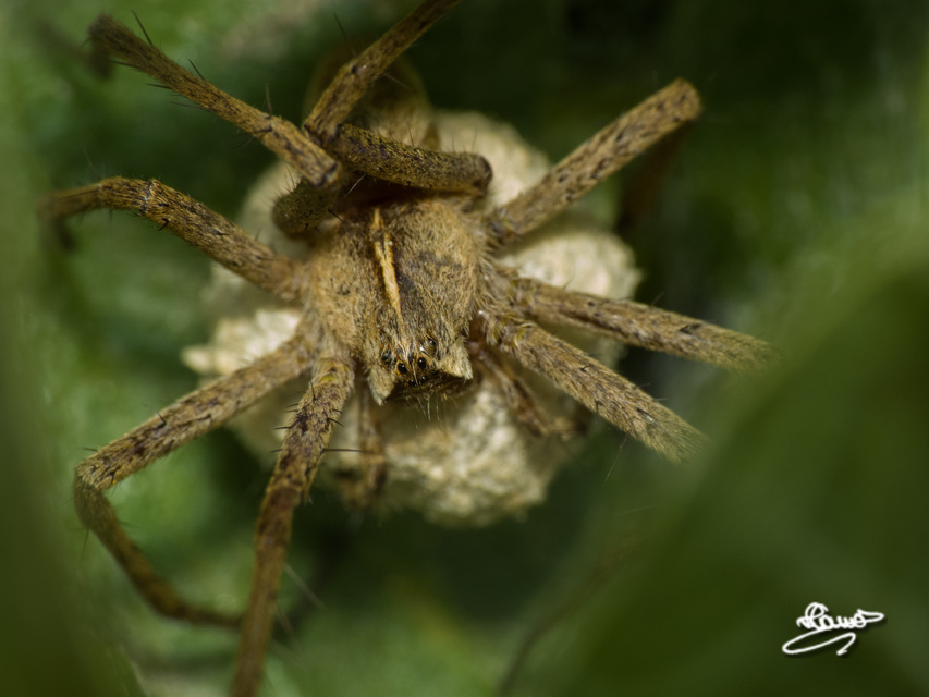 Pisaura mirabilis - csodáspók