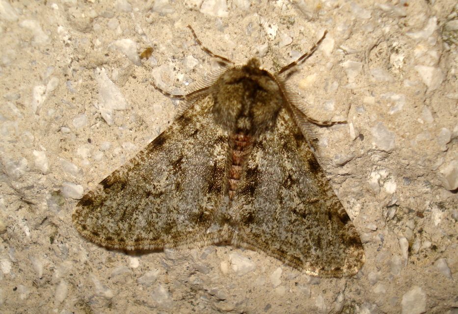 Apocheima pilosaria - zöldes tavasziaraszoló