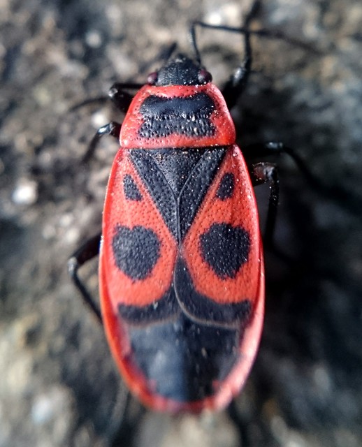 Pyrrhocoris apterus - verőköltő poloska
