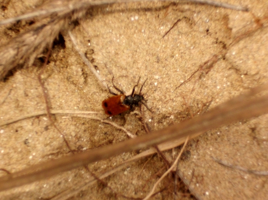 Apalus bimaculatus - kétfoltos élősdibogár
