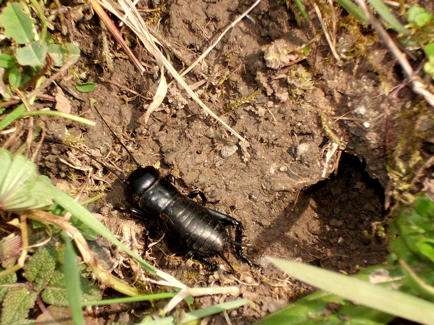 Gryllus campestris - mezei tücsök