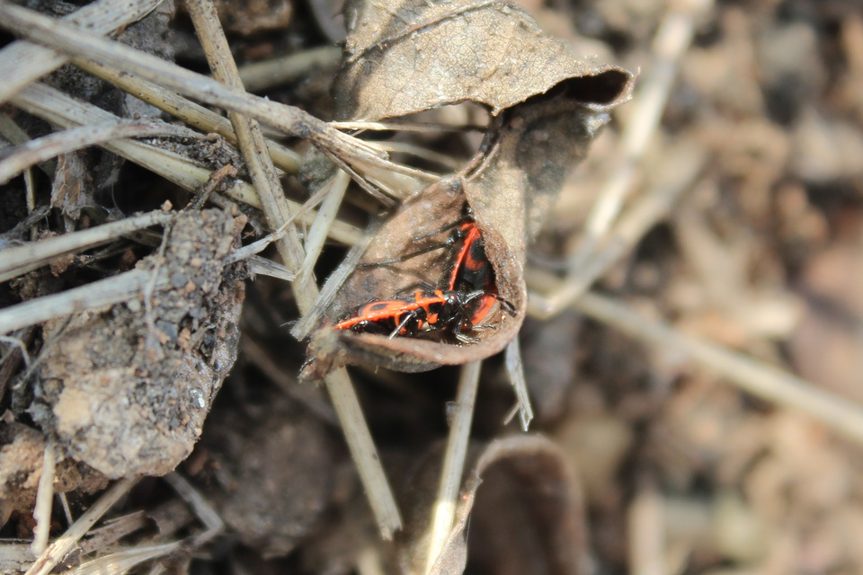 Pyrrhocoris apterus - verőköltő poloska