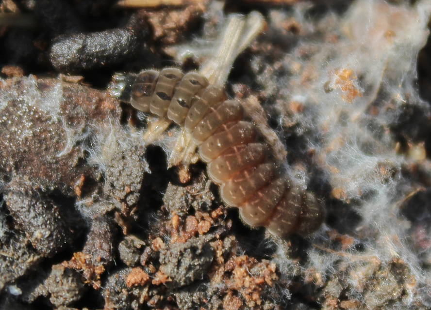 Cantharidae - lágybogárfélék