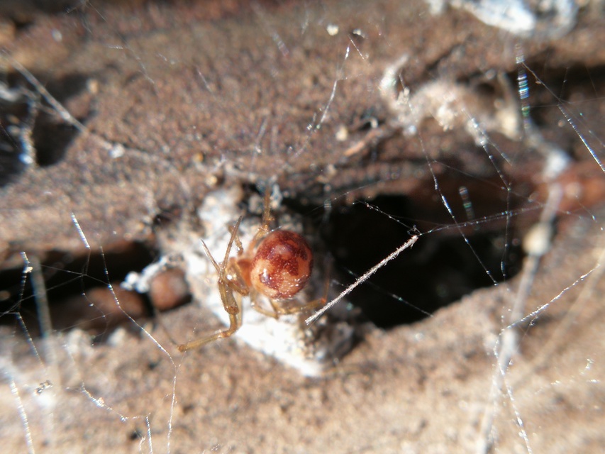 Steatoda triangulosa - háromszöges faggyúpók