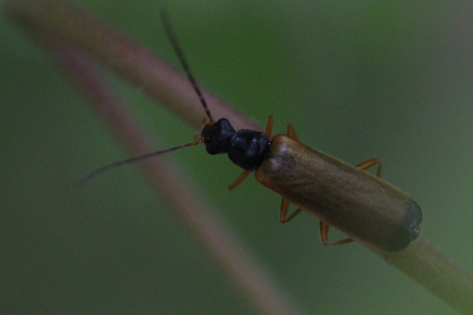 Rhagonycha lignosa - cserjés-lágybogár