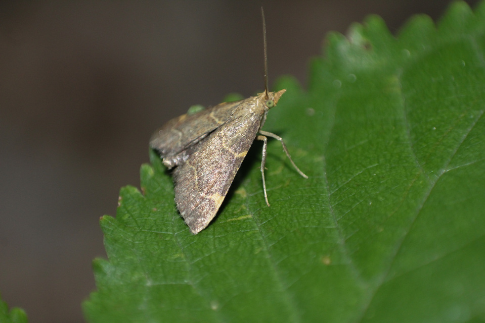 Hypsopygia glaucinalis - rezes fényilonca