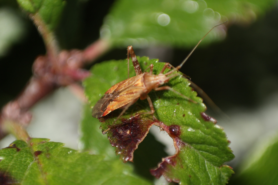 Phytocoris