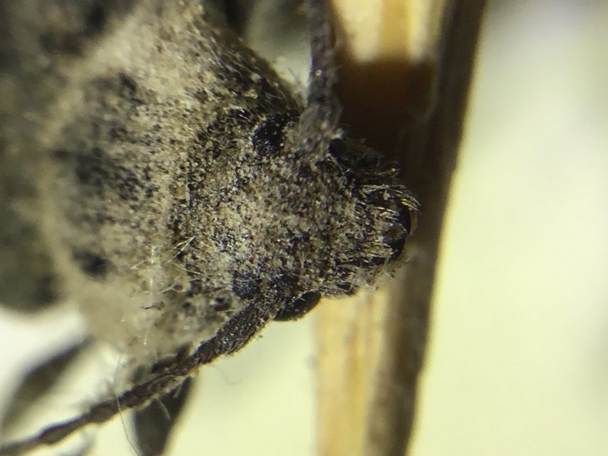 Hylotrupes bajulus - házicincér