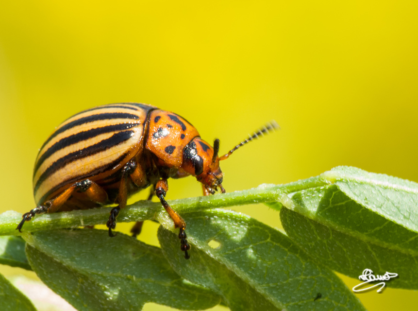 Leptinotarsa decemlineata - burgonyabogár