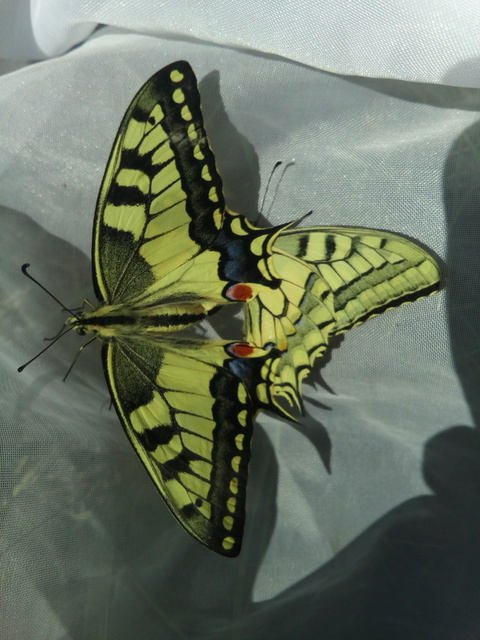 Papilio machaon - fecskefarkú lepke
