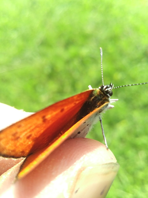 Lycaena dispar rutilus - nagy tűzlepke