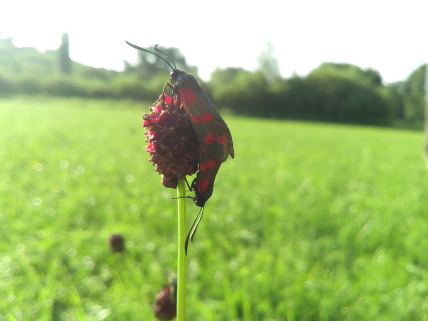 Zygaena filipendulae - acélszínű csüngőlepke
