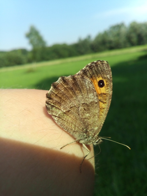 Arethusana arethusa - közönséges szemeslepke