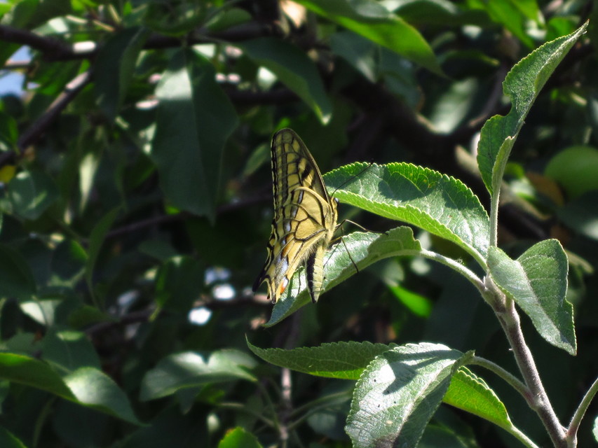 Papilio machaon - fecskefarkú lepke
