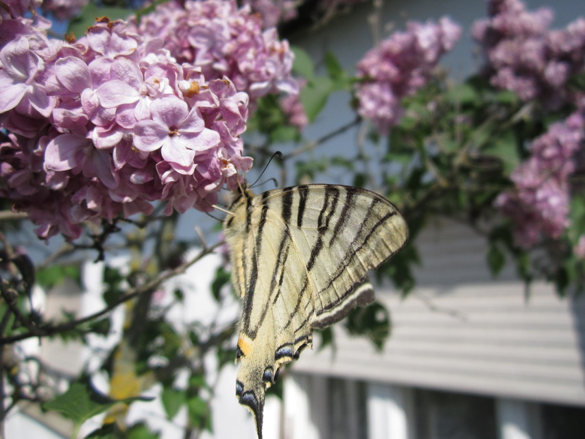 Iphiclides podalirius - kardoslepke