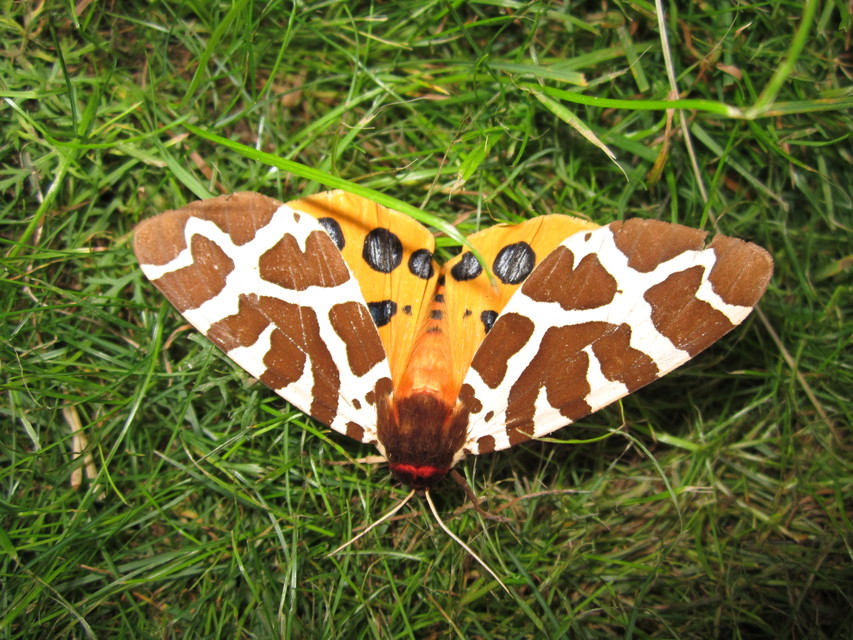 Arctia caja - közönséges medvelepke