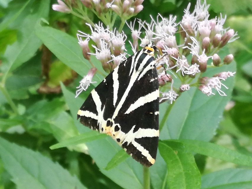 Euplagia quadripunctaria - csíkos medvelepke