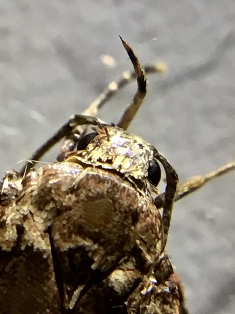 Depressariidae - laposmolyfélék