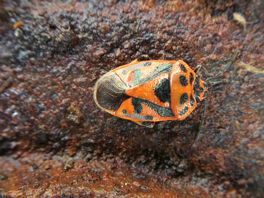 Eurydema ornata - díszespoloska Eurydema ornata - díszespoloska