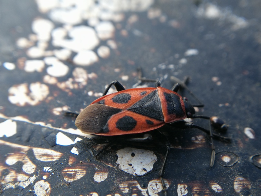 Pyrrhocoris apterus - verőköltő poloska