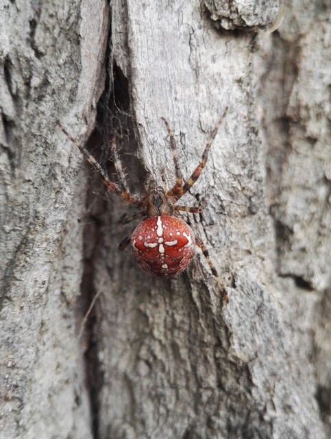 Araneus diadematus - koronás keresztespók