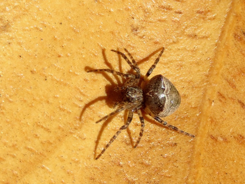 Gibbaranea omoeda