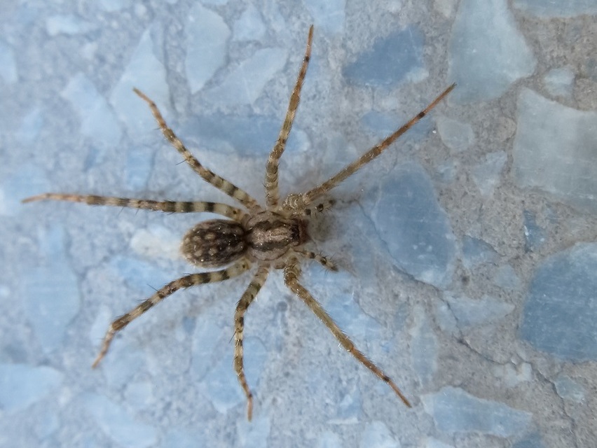Tegenaria