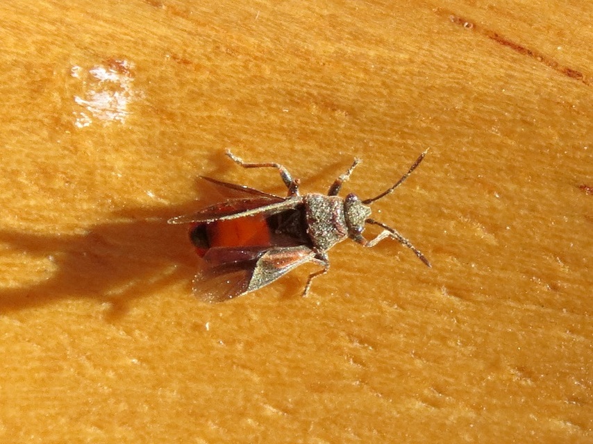 Arocatus longiceps - platánbodobács