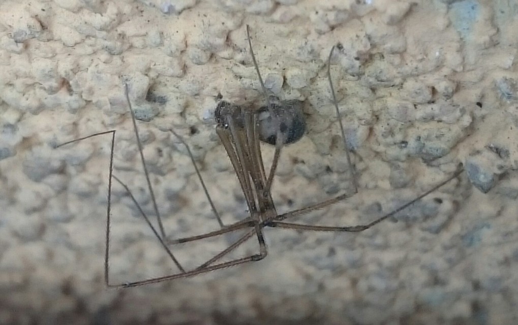 Hoplopholcus forskali - mintás álkaszáspók