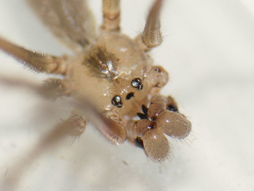 Pholcus phalangioides - nagy álkaszáspók Pholcus phalangioides - nagy álkaszáspók