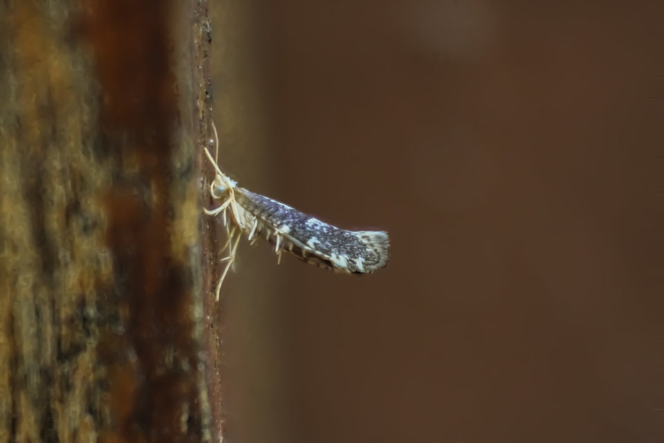 Argyresthia