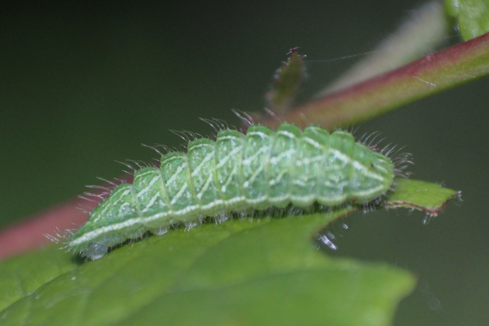 Thecla betulae - nyírfalepke