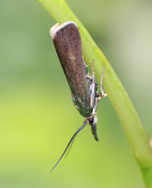 Hypochalcia