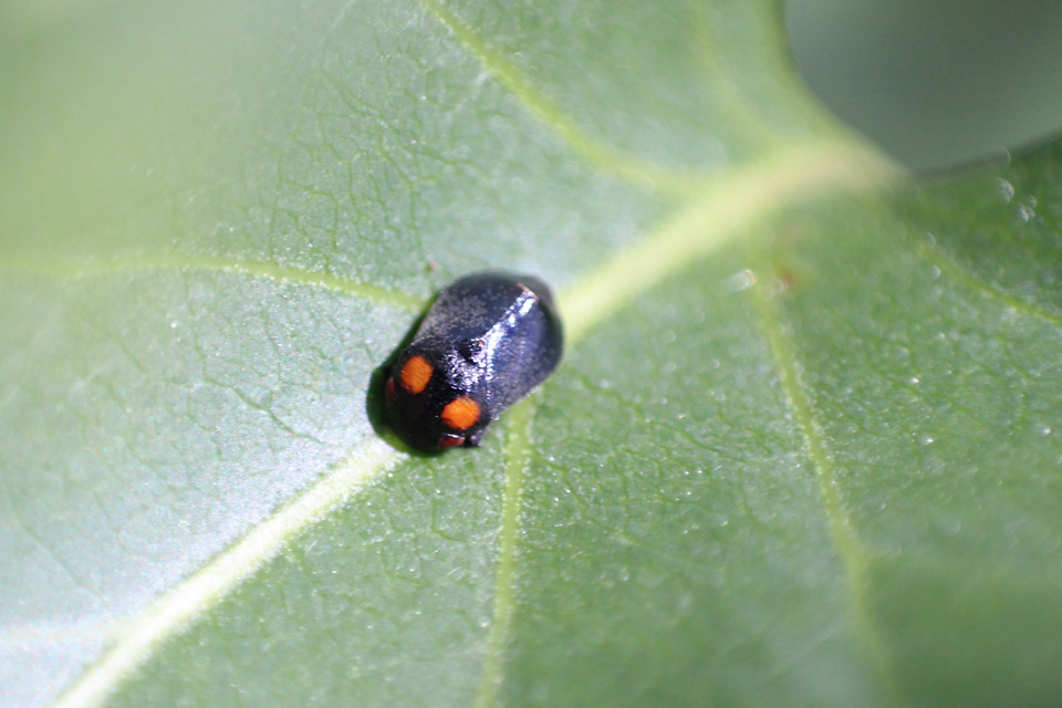 Penthimia nigra - fekete kabóca Penthimia nigra - fekete kabóca