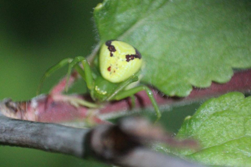 Ebrechtella tricuspidata - alakoskodó karolópók