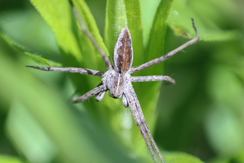 Pisaura mirabilis - csodáspók