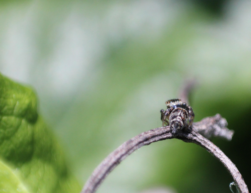 Salticidae - ugrópókok