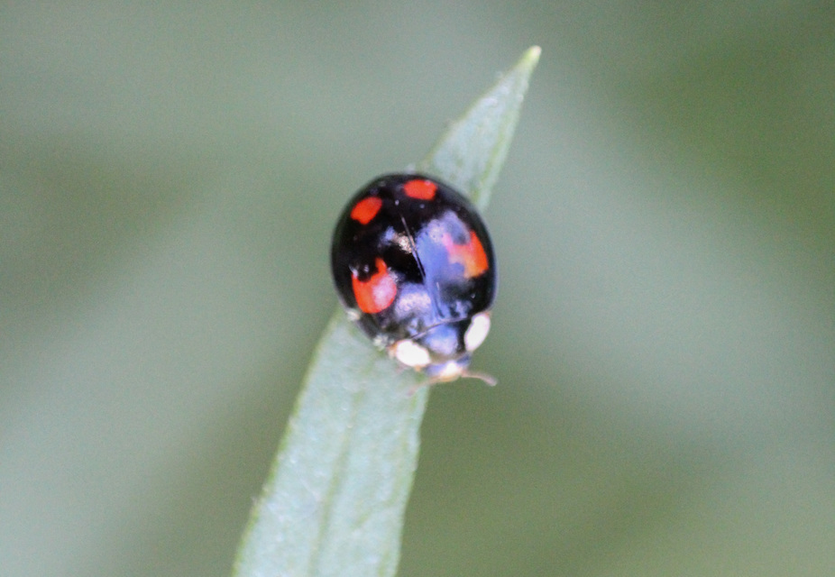 Harmonia axyridis - harlekinkatica