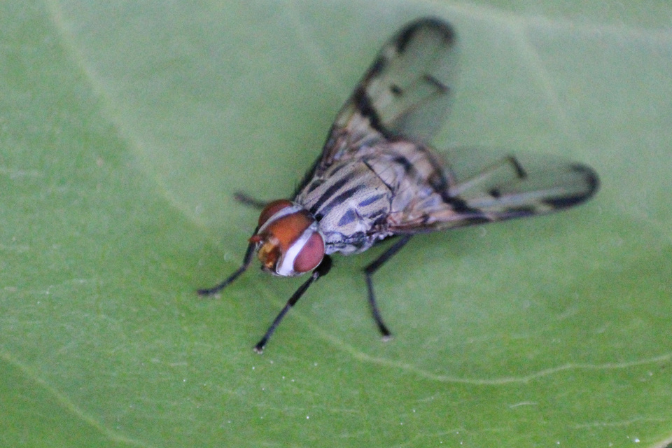Otites formosa