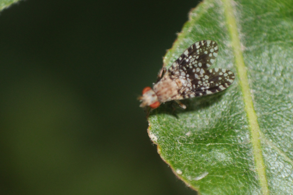 Trypetoptera punctulata - pirosszemű szarvaslégy