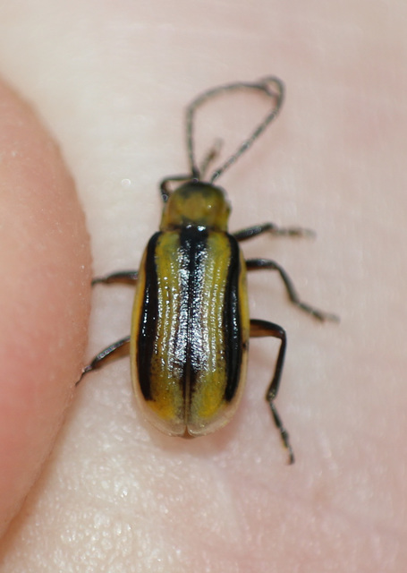 Diabrotica virgifera - amerikai kukoricabogár