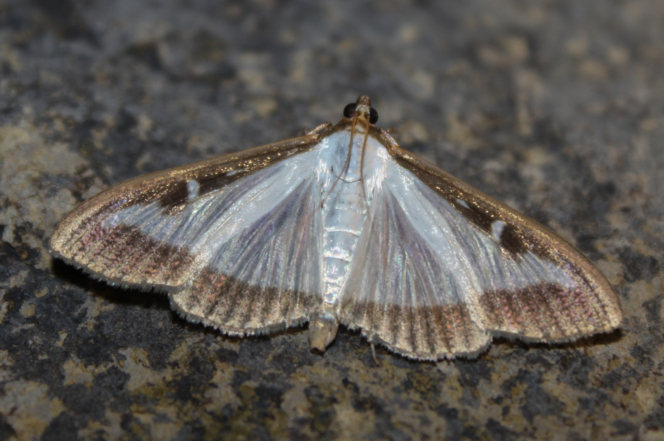 Cydalima perspectalis - puszpáng-tűzmoly