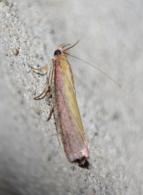 Oncocera semirubella - lucernamoly