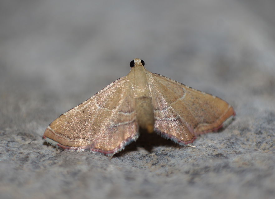 Endotricha flammealis - tüzesszárnyú fényilonca