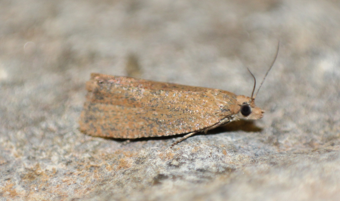 Celypha rufana - ürömfúró tükrösmoly
