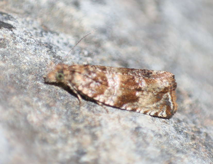 Celypha